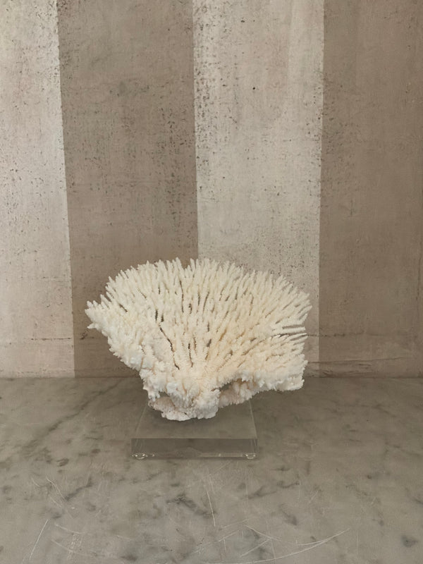 Luna Cup Coral Sculpture