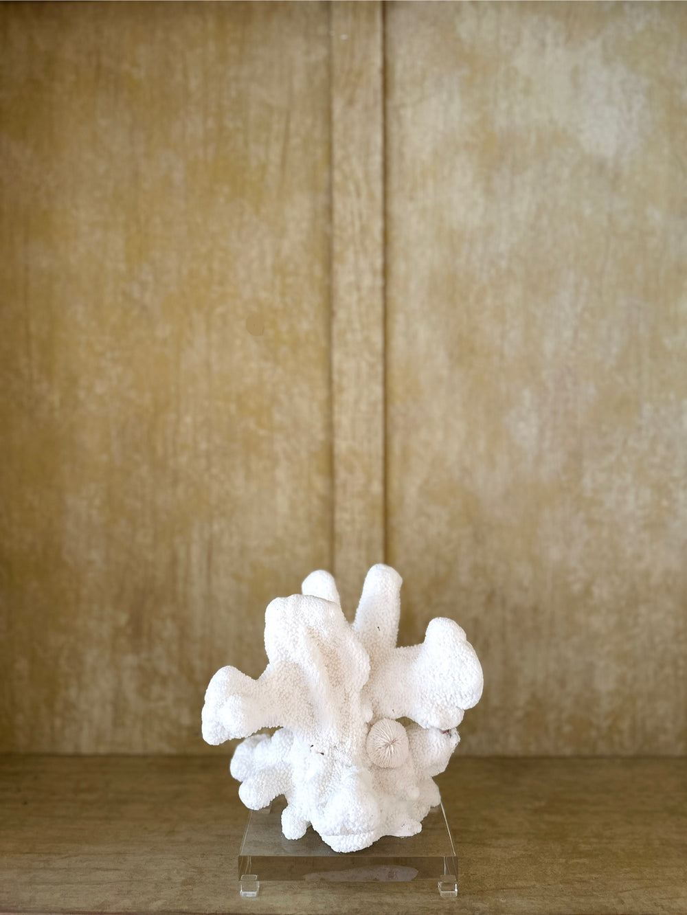 White Cats Paw with Mushroom