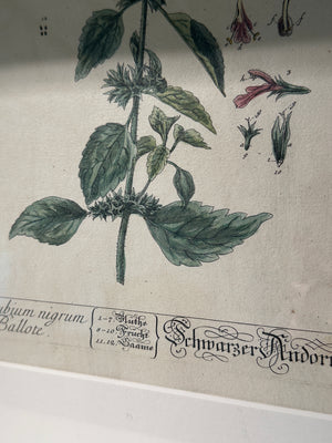 Silver Framed Botanicals