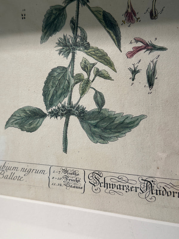 Silver Framed Botanicals