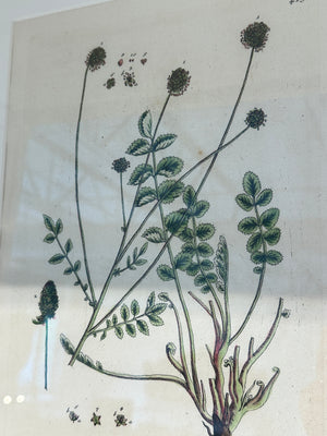Silver Framed Botanicals