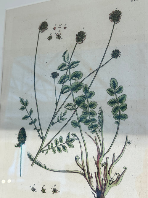Silver Framed Botanicals