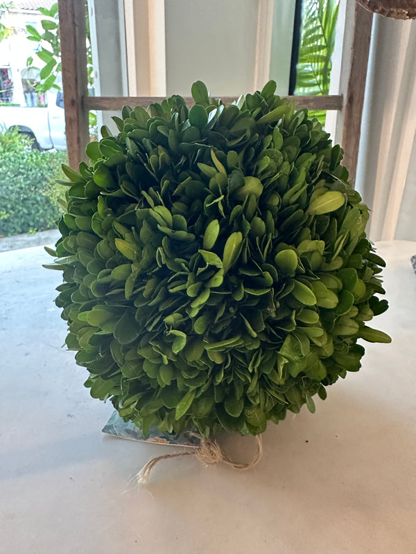 Preserved Boxwood Sphere