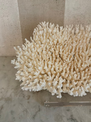 Calypso Cup Coral Sculpture