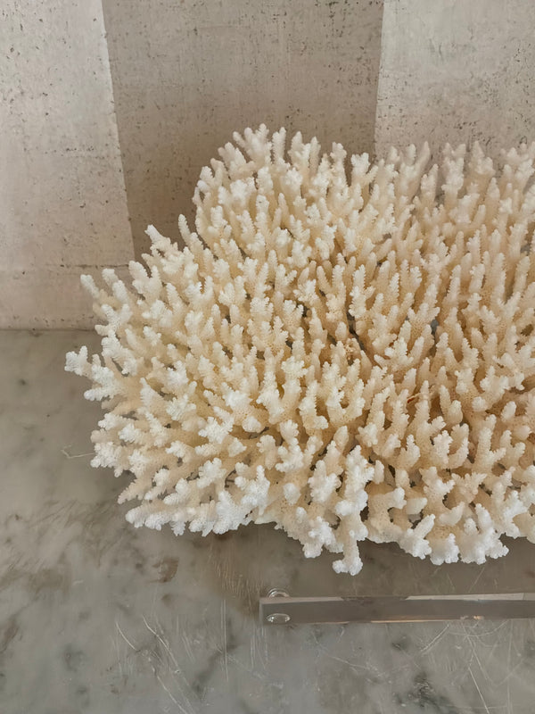 Calypso Cup Coral Sculpture