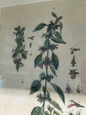 Silver Framed Botanicals