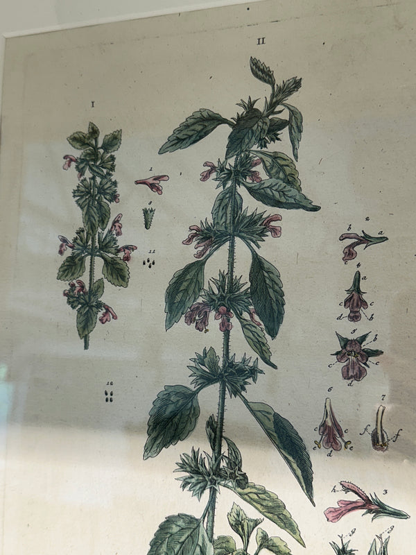 Silver Framed Botanicals