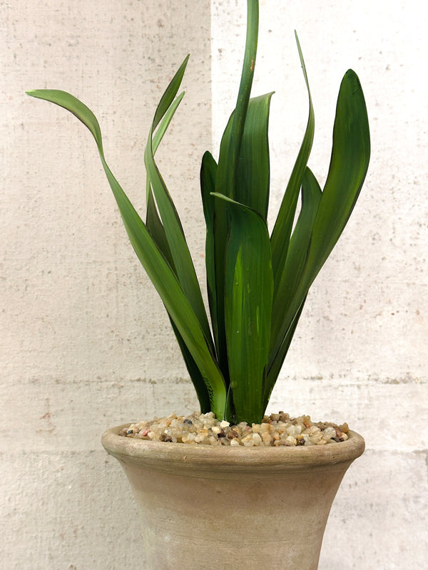 Standard Agapanthus Sculpture