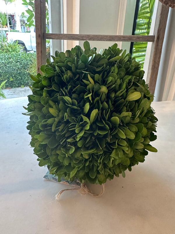 Preserved Boxwood Sphere