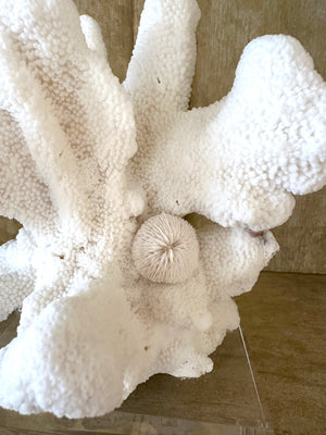 White Cats Paw with Mushroom