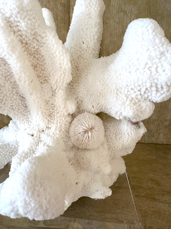 White Cats Paw with Mushroom