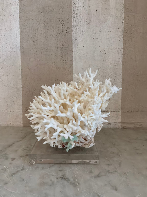Petite Nest Coral Sculpture