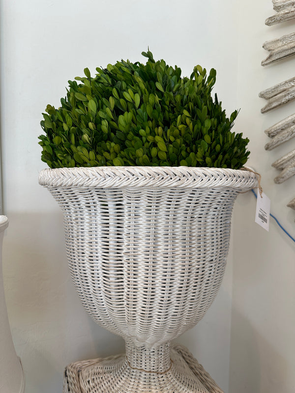 16" Preserved Boxwood Sphere