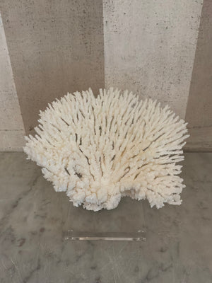 Luna Cup Coral Sculpture