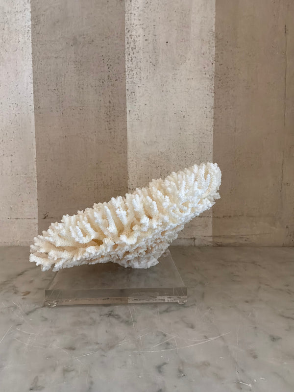 Calypso Cup Coral Sculpture