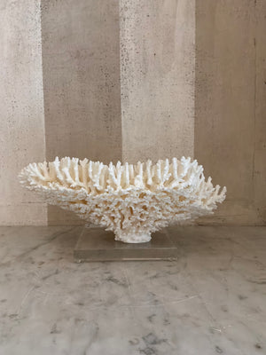 Calypso Cup Coral Sculpture
