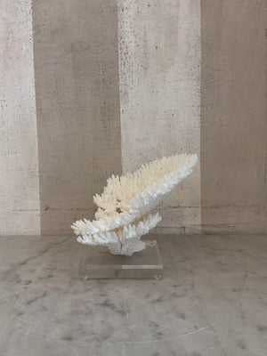 Luna Cup Coral Sculpture