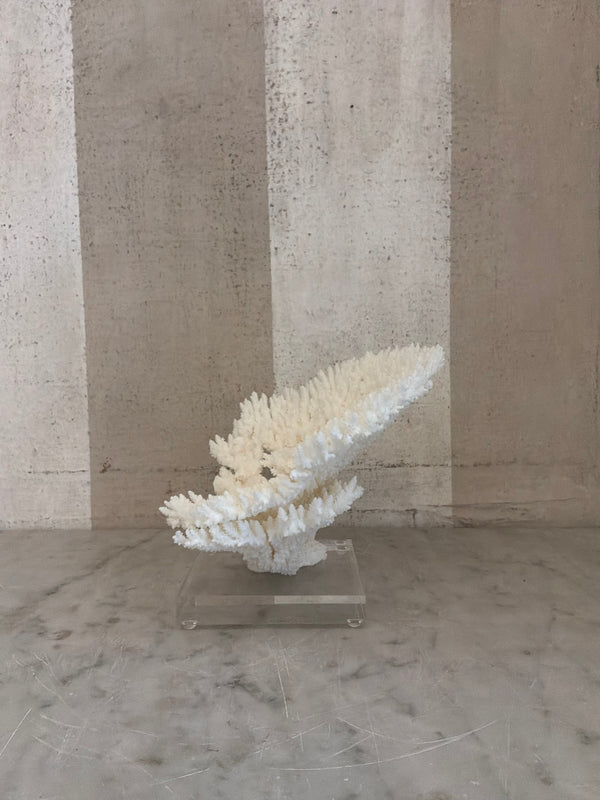 Luna Cup Coral Sculpture