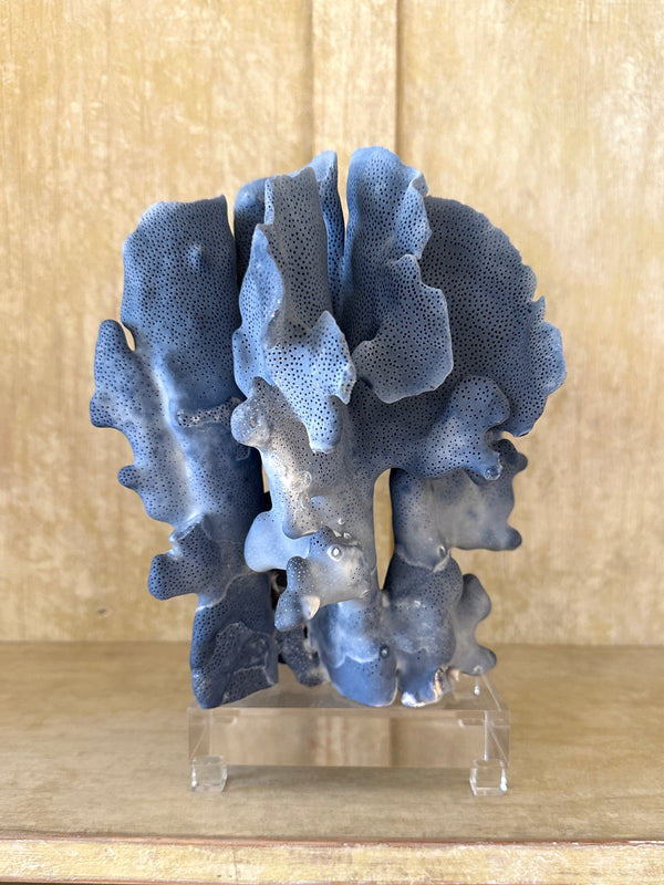 Blue Ridge Coral