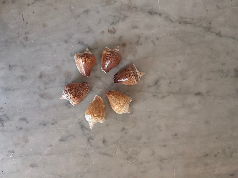 Natural Shell Place Card Holders