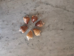 Natural Shell Place Card Holders