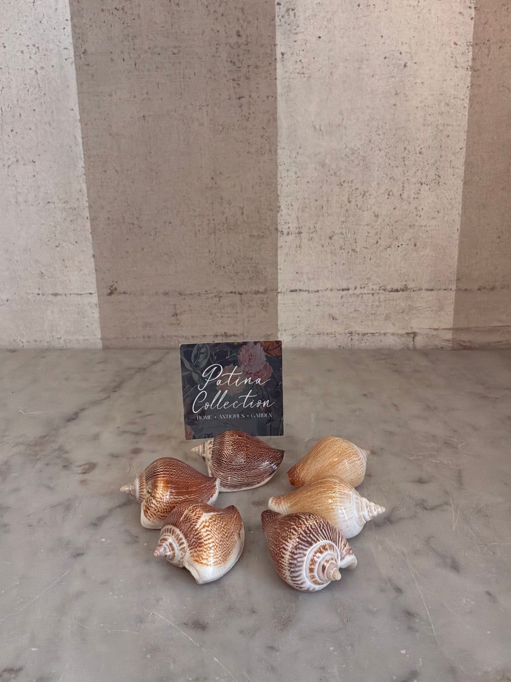 Natural Shell Place Card Holders