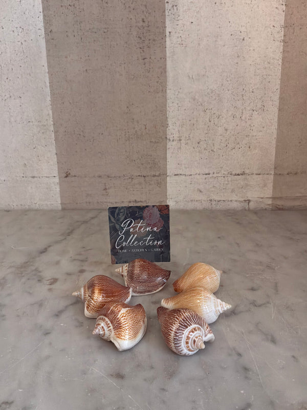 Natural Shell Place Card Holders