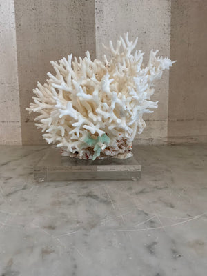 Petite Nest Coral Sculpture