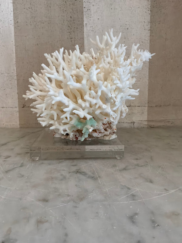 Petite Nest Coral Sculpture