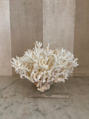 Petite Nest Coral Sculpture