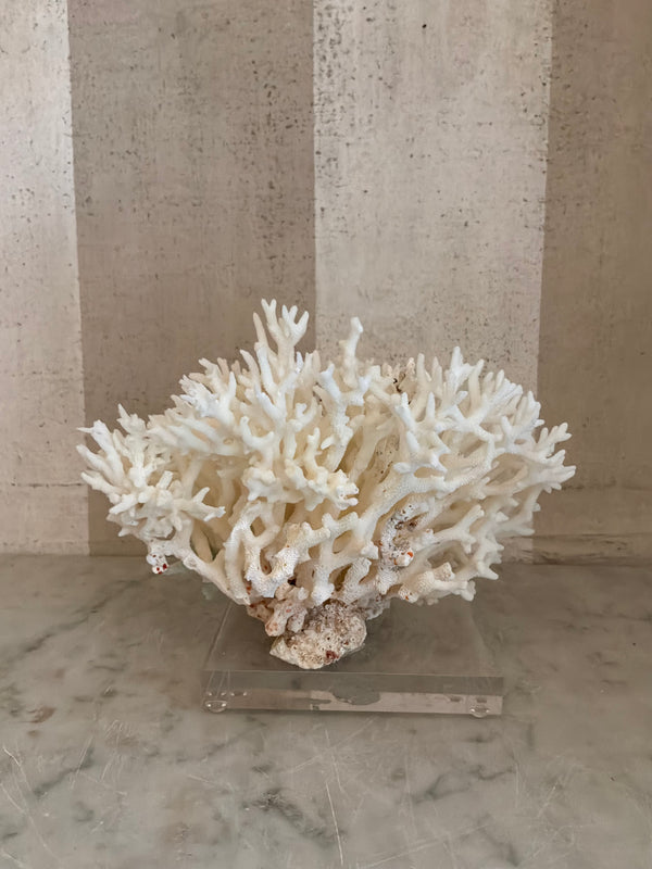 Petite Nest Coral Sculpture