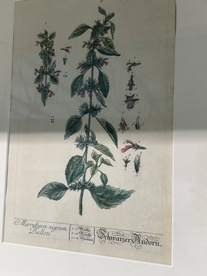 Silver Framed Botanicals