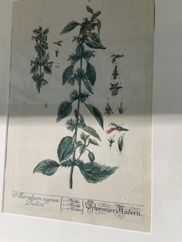 Silver Framed Botanicals
