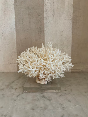 Petite Nest Coral Sculpture