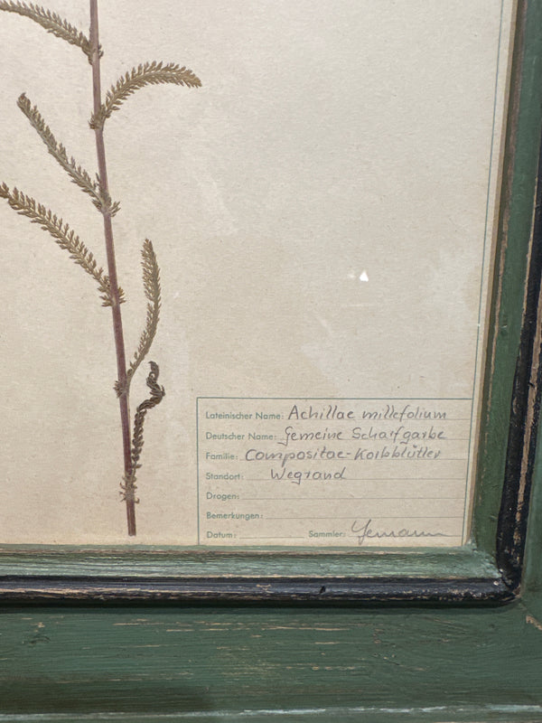 Antique Framed Botanical