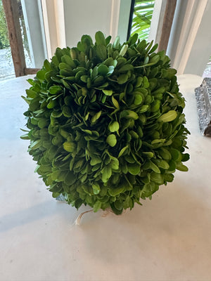 Preserved Boxwood Sphere