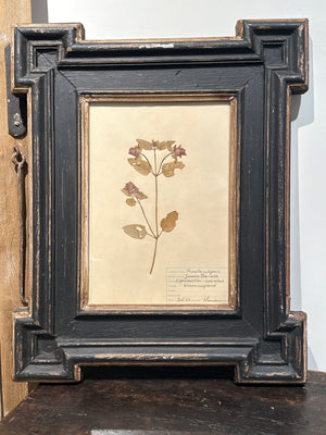 Antique Framed Botanical