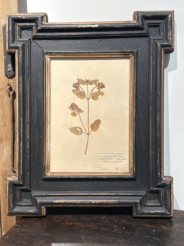 Antique Framed Botanical