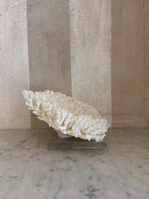 Calypso Cup Coral Sculpture