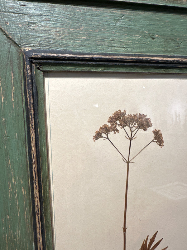Antique Framed Botanical