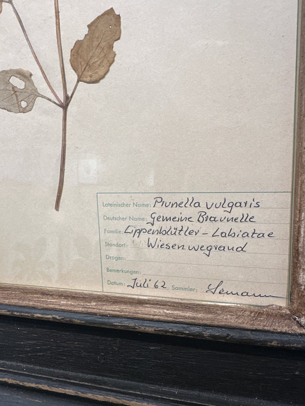 Antique Framed Botanical