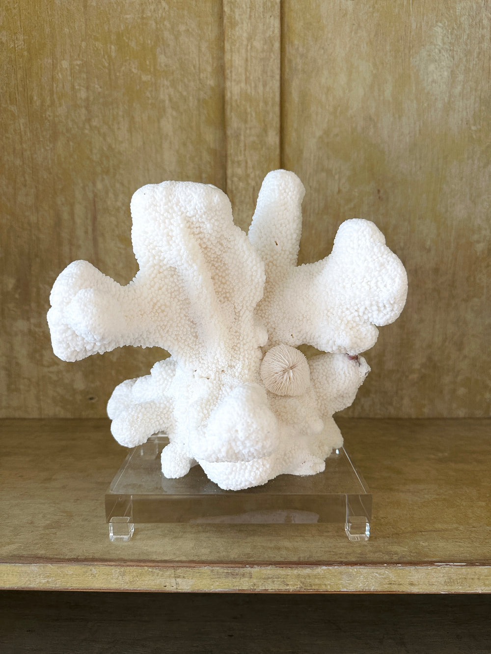 White Cats Paw with Mushroom
