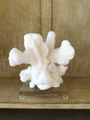 White Cats Paw with Mushroom