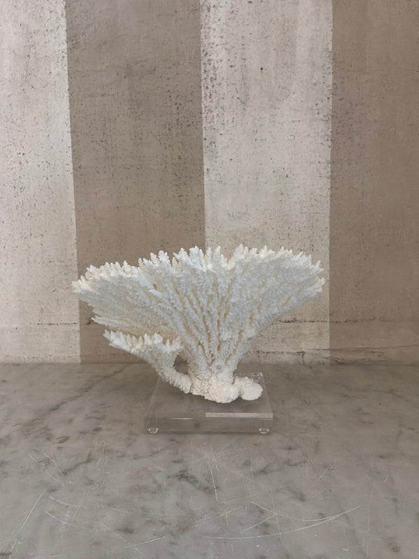 Luna Cup Coral Sculpture