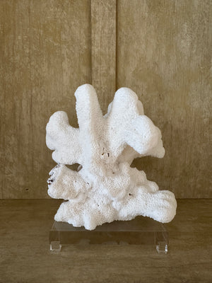 White Cats Paw with Mushroom