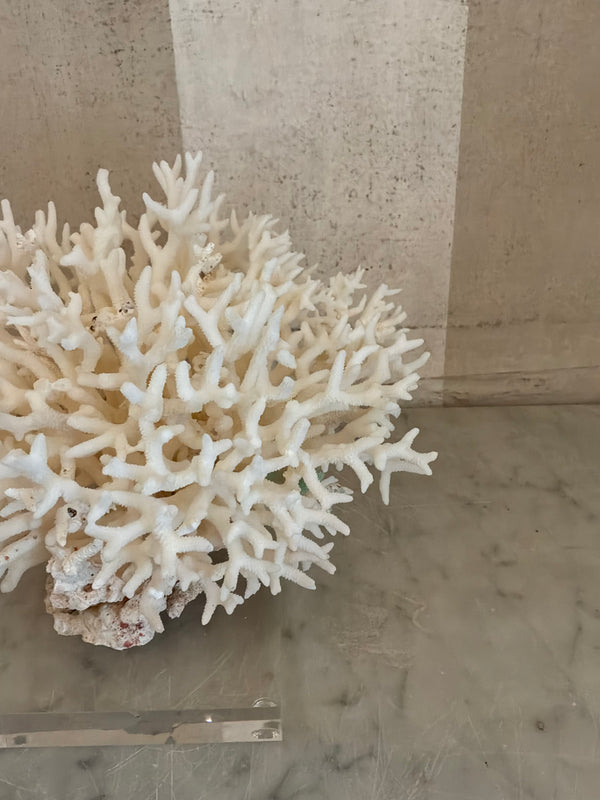 Petite Nest Coral Sculpture
