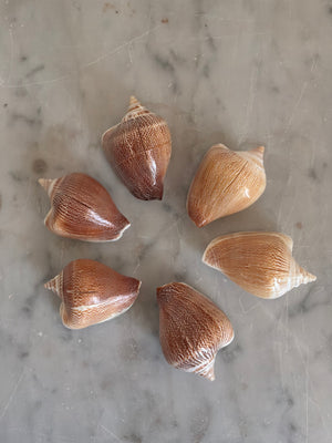 Natural Shell Place Card Holders