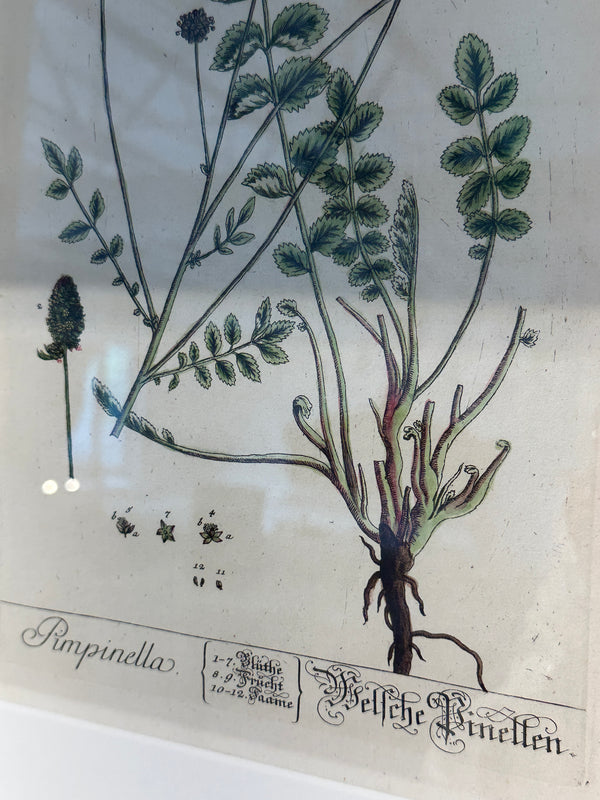 Silver Framed Botanicals