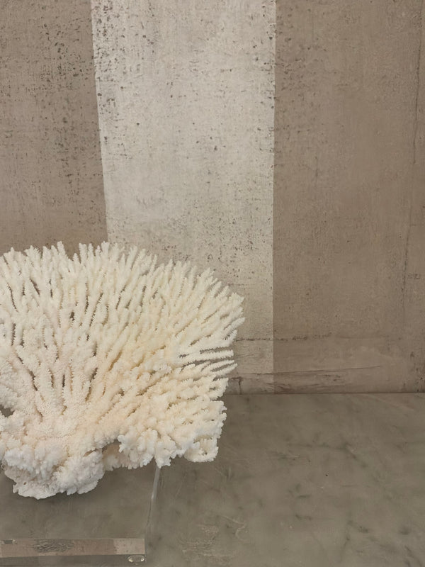 Luna Cup Coral Sculpture