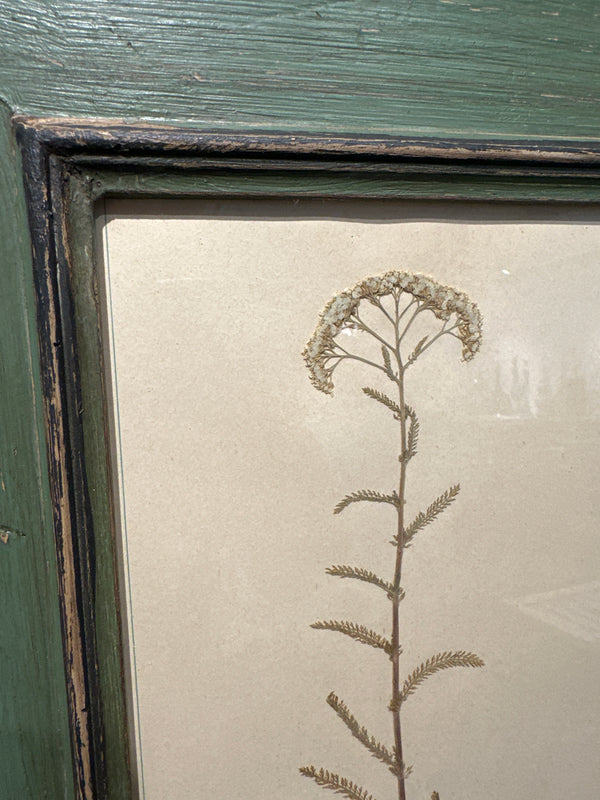 Antique Framed Botanical